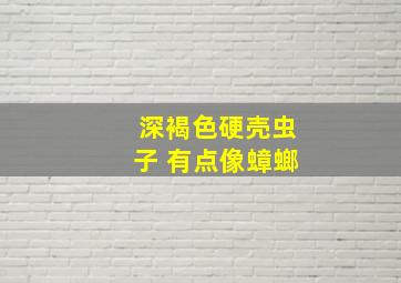 深褐色硬壳虫子 有点像蟑螂